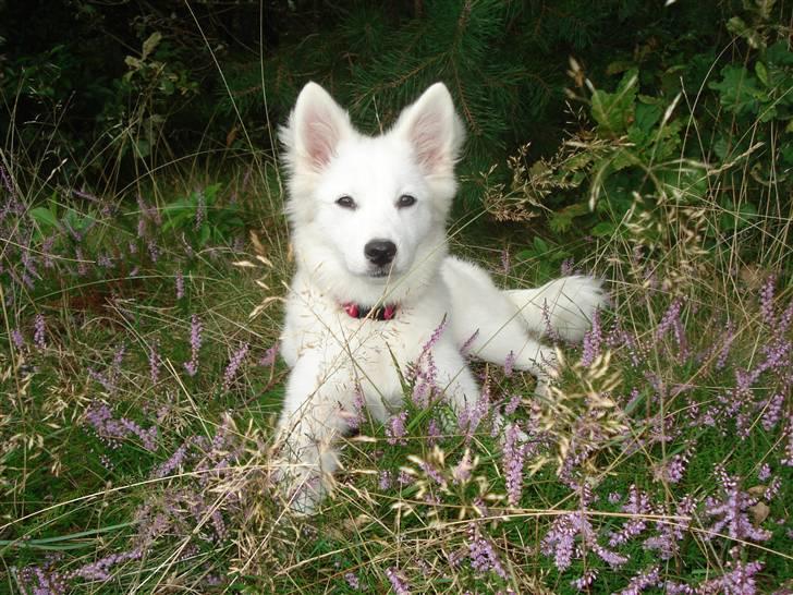 Japansk spids Malou R.I.P 11/9-2019 billede 11