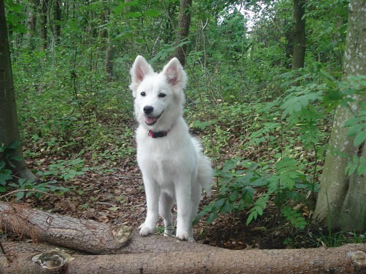 Japansk spids Malou R.I.P 11/9-2019 billede 12