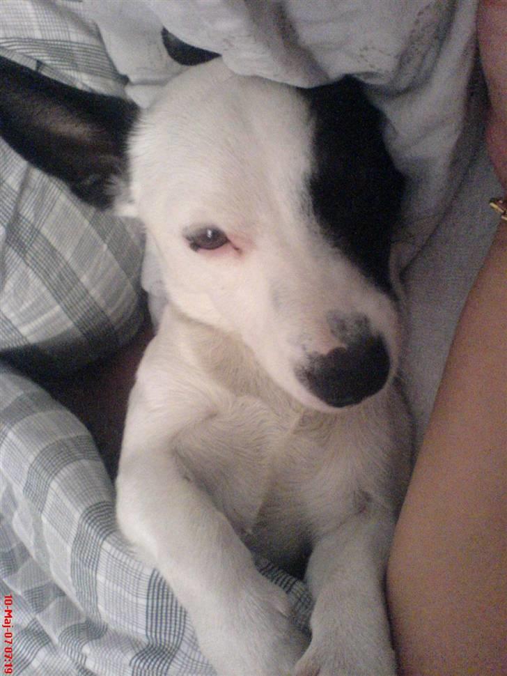 Blanding af racer ludvig billede 8