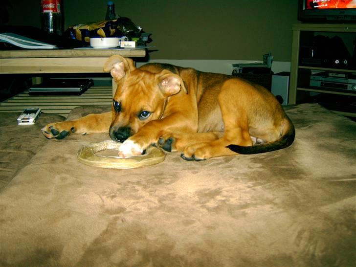 Amerikansk staffordshire terrier Cayli - Jeg er så stolt når jeg har mit stooore tykkeben.... billede 1