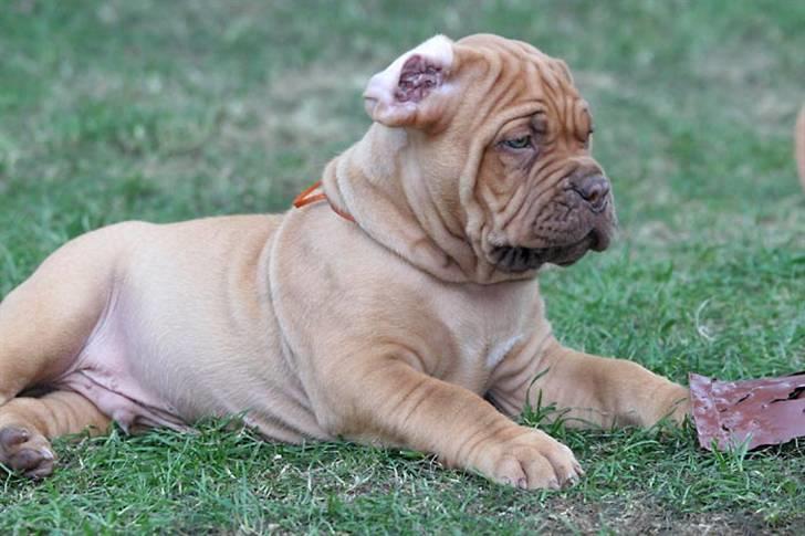 Dogue de bordeaux Flemming billede 1