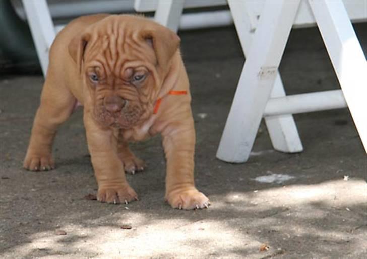 Dogue de bordeaux Flemming billede 2