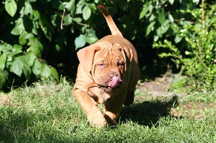 Dogue de bordeaux Flemming billede 3
