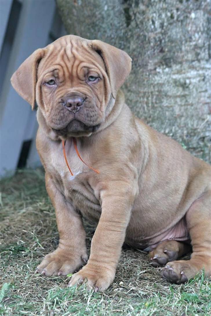 Dogue de bordeaux Flemming billede 5