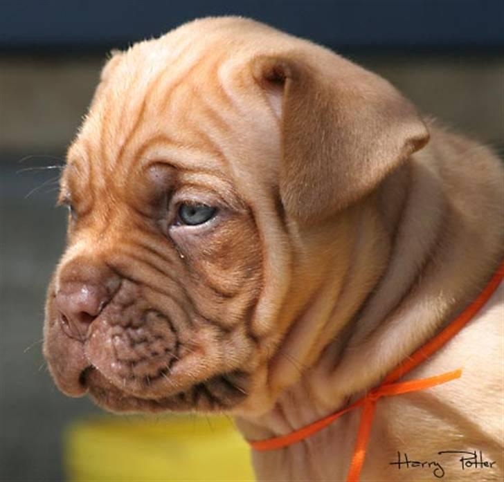Dogue de bordeaux Flemming billede 6