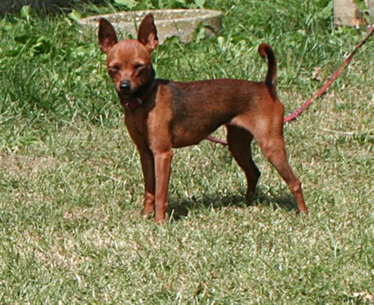 Dvaergpinscher Bevi Darkie - Bevi Darkie billede 1