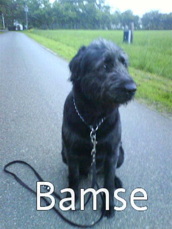 Blanding af racer Bamse - "Hvorfor må jeg ikke bare løbe"? billede 2