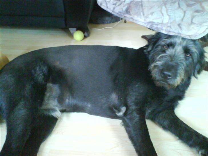 Blanding af racer Bamse billede 3