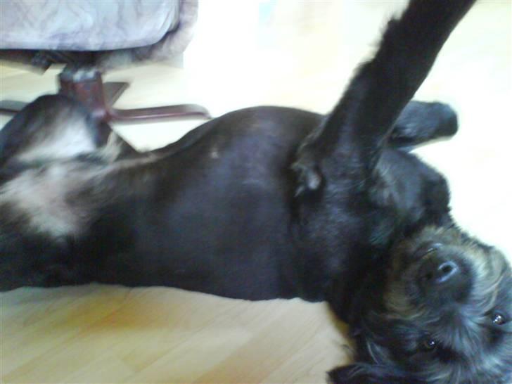 Blanding af racer Bamse - "Seee mig.." :o) billede 4