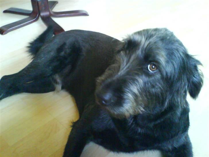 Blanding af racer Bamse billede 5