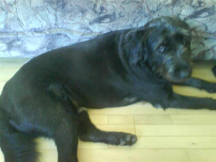 Blanding af racer Bamse billede 6