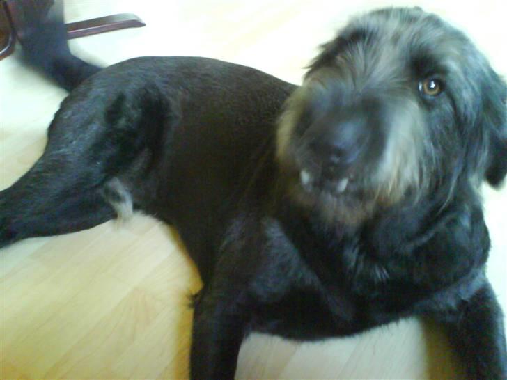 Blanding af racer Bamse billede 7