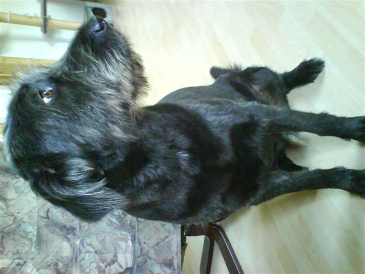 Blanding af racer Bamse billede 9