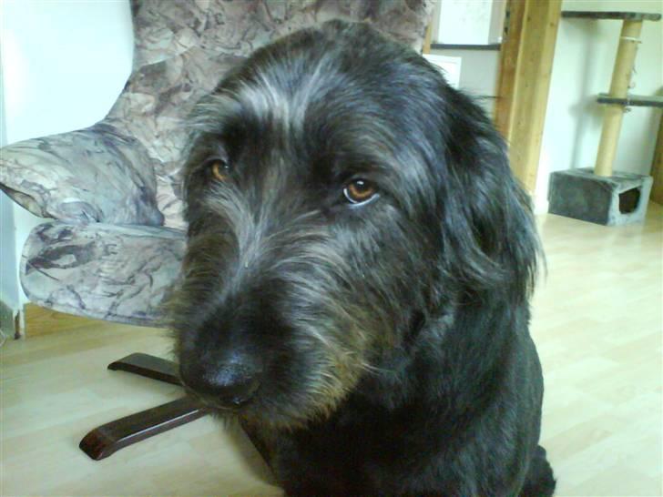 Blanding af racer Bamse - Bamse´s fortolkning af "Åh nej, ikke igen" billede 10