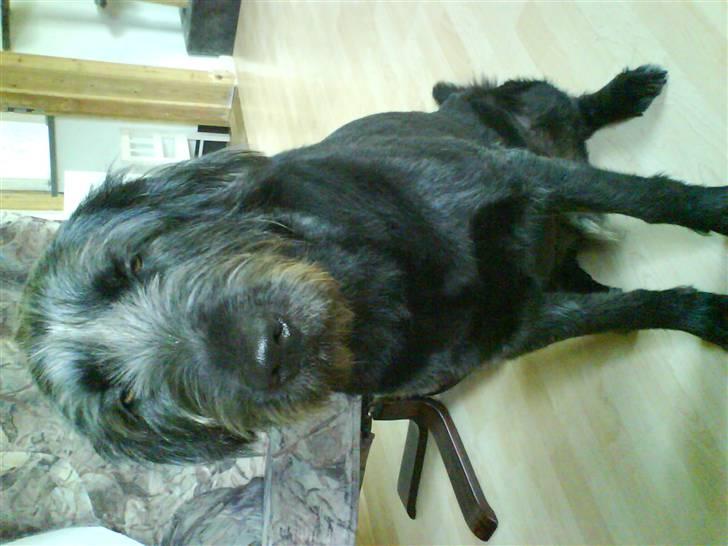 Blanding af racer Bamse billede 11