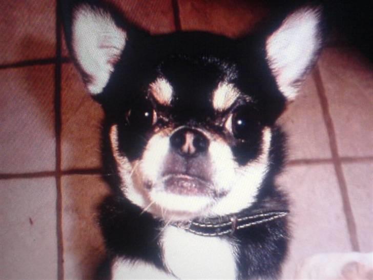 Chihuahua rocky billede 1