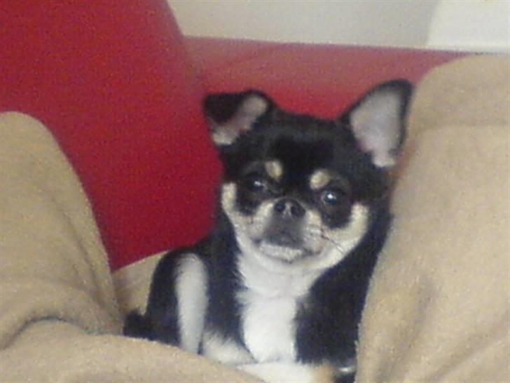 Chihuahua rocky billede 2