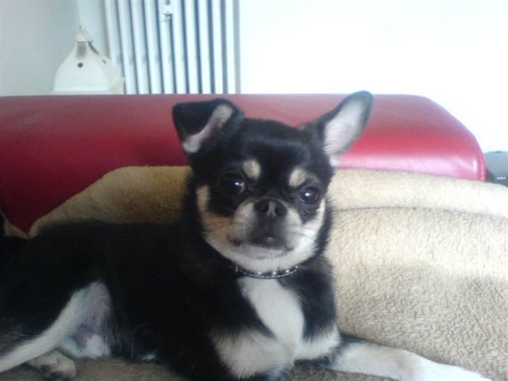 Chihuahua rocky billede 3