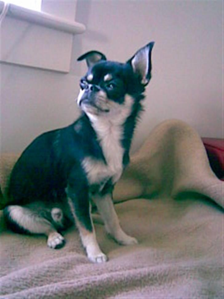 Chihuahua rocky billede 4