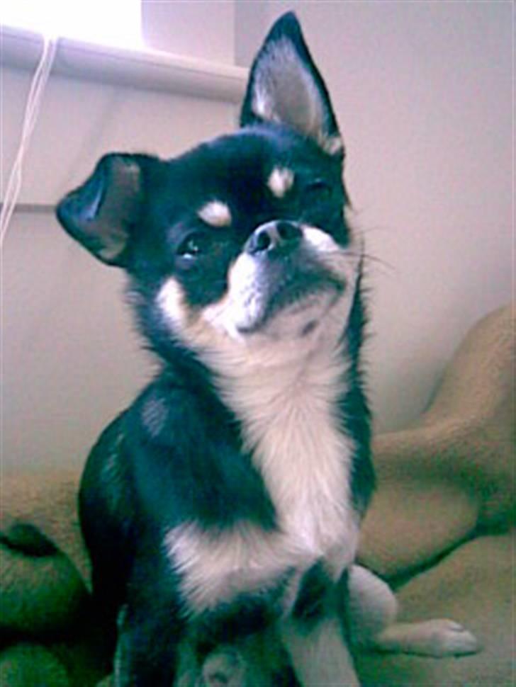 Chihuahua rocky billede 5