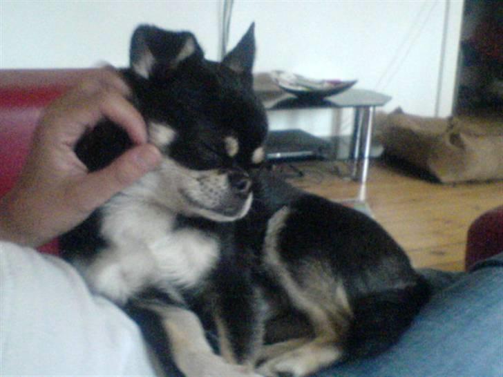 Chihuahua rocky billede 6