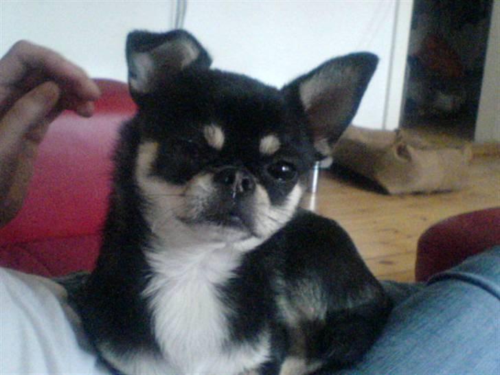 Chihuahua rocky billede 7