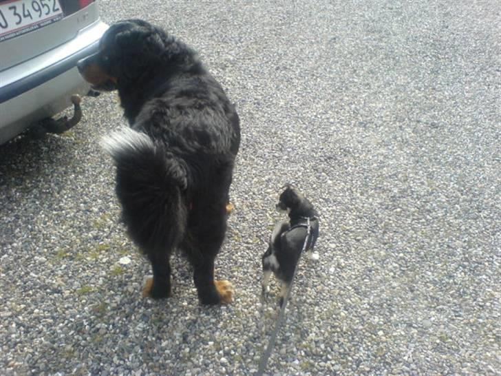 Chihuahua rocky billede 8