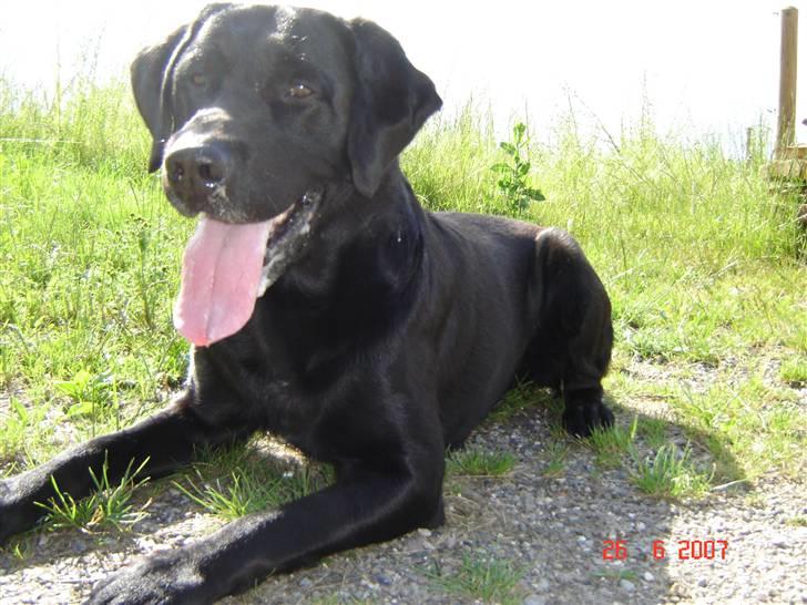 Labrador retriever Dux billede 1