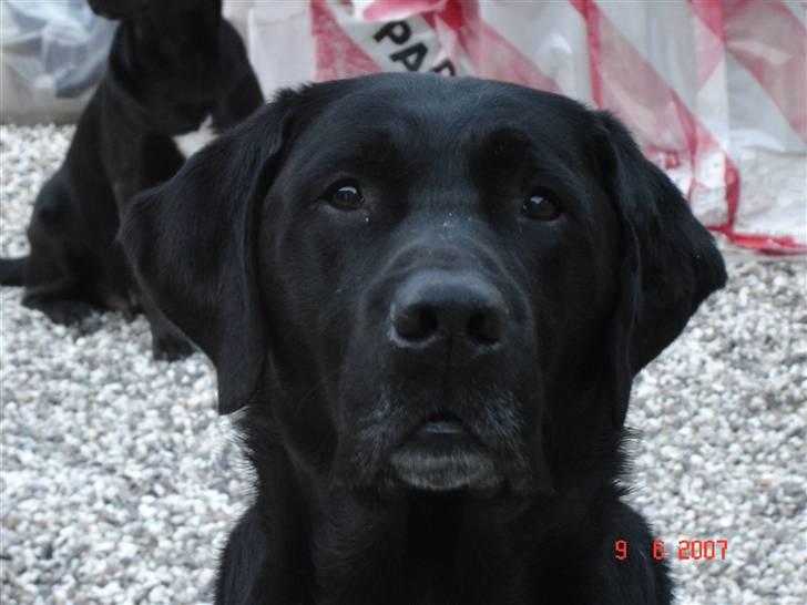 Labrador retriever Dux billede 2