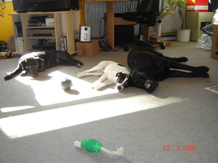 Labrador retriever Dux billede 3