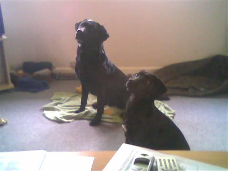 Labrador retriever Dux billede 4