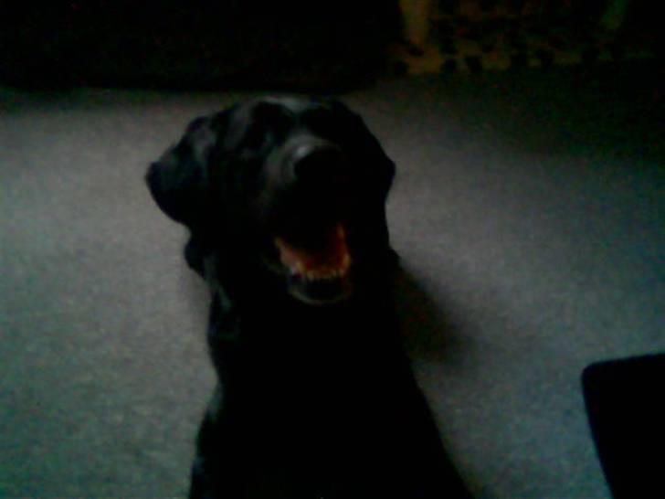 Labrador retriever Dux billede 5