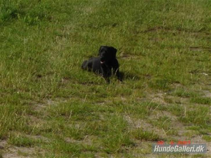 Blanding af racer Zenta billede 1