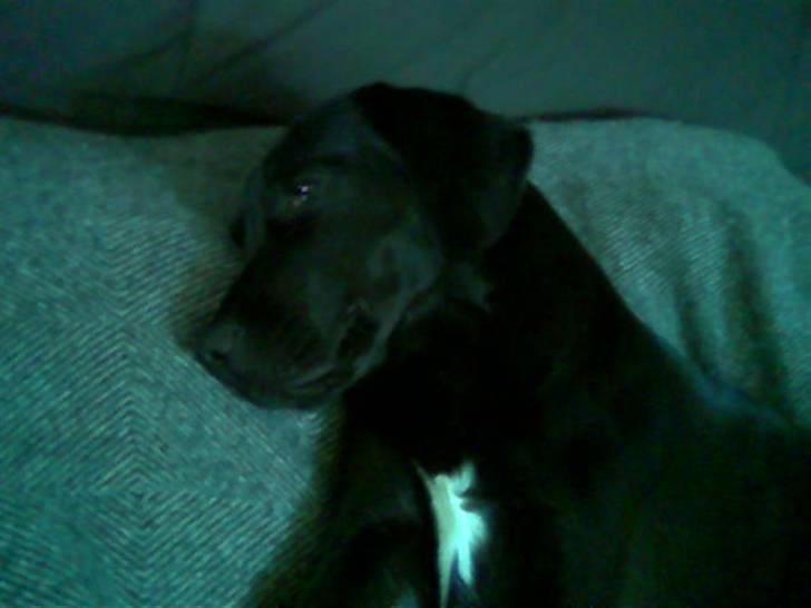 Blanding af racer Zenta billede 2