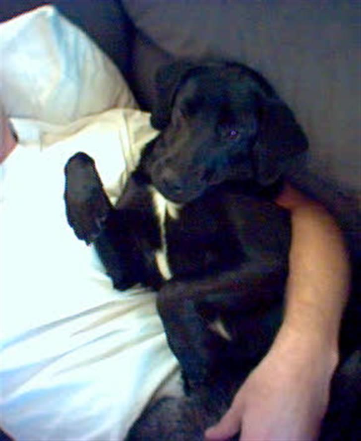 Blanding af racer Zenta billede 3