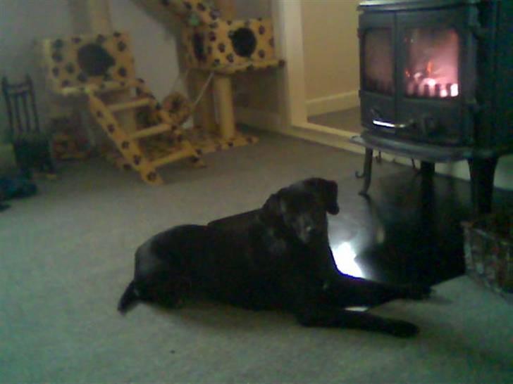 Blanding af racer Zenta billede 4