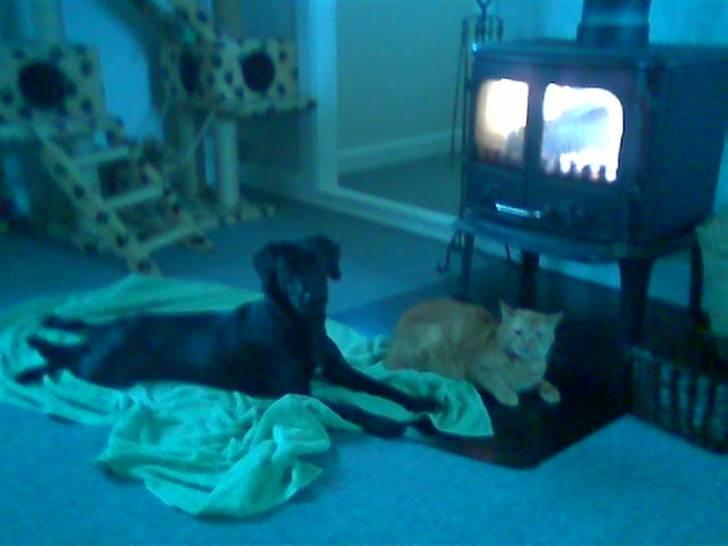 Blanding af racer Zenta billede 5