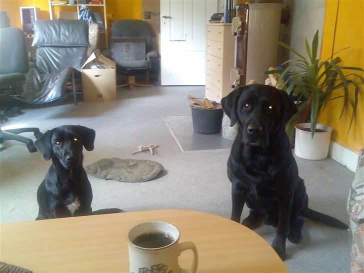 Blanding af racer Zenta billede 7