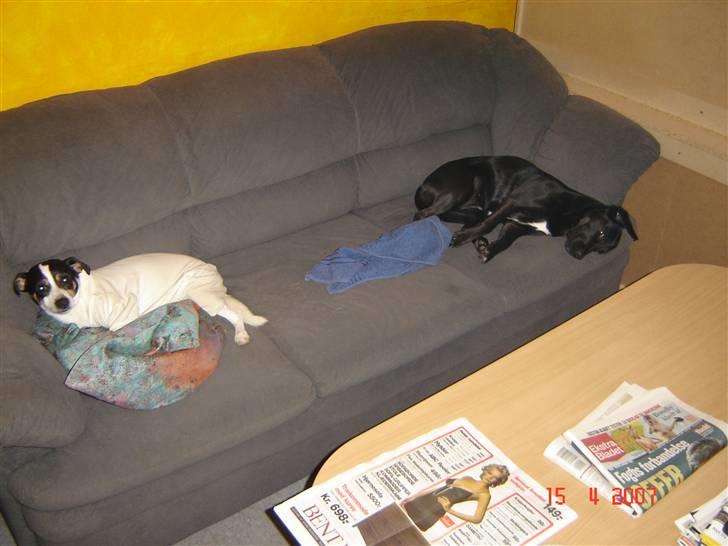 Blanding af racer Zenta billede 8