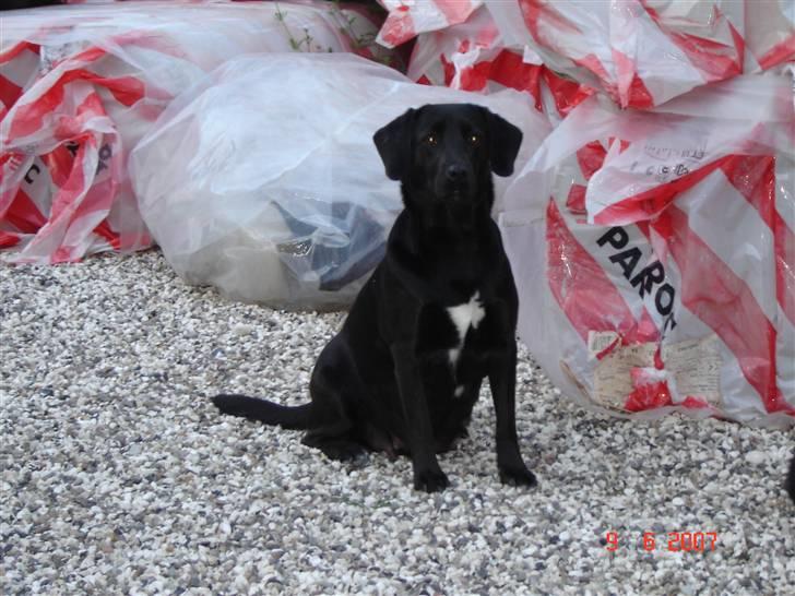 Blanding af racer Zenta billede 9