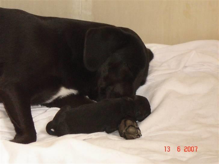 Blanding af racer Zenta billede 10