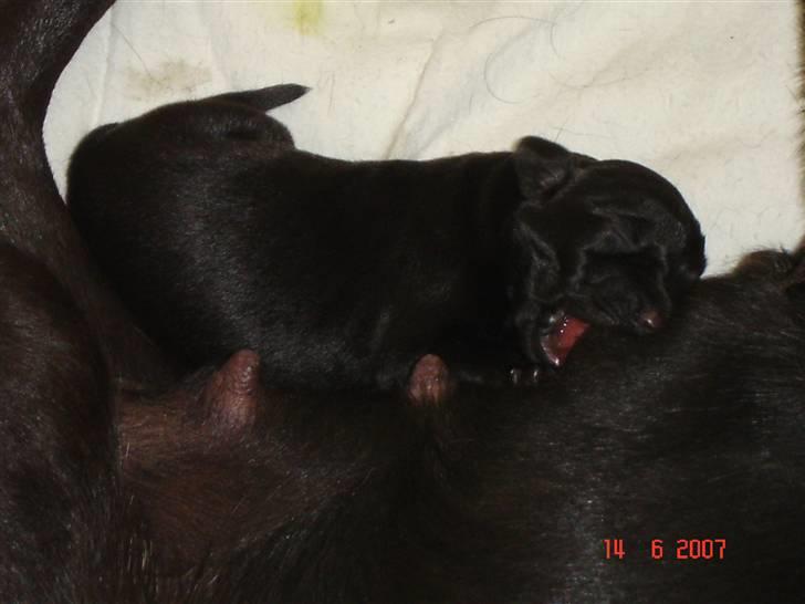 Blanding af racer Zenta billede 11