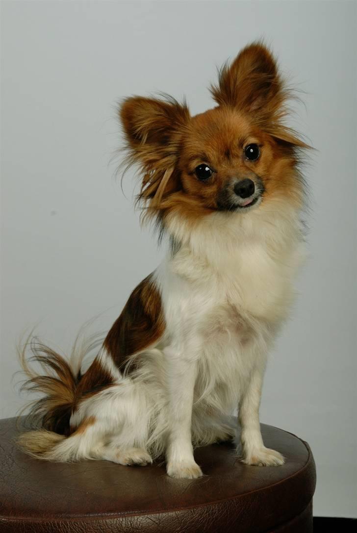 Papillon nikki billede 2