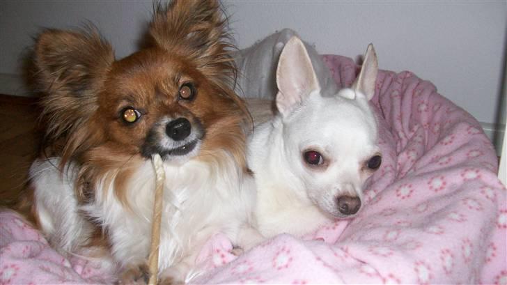 Papillon nikki - nikki og hendes kæreste <3 billede 3
