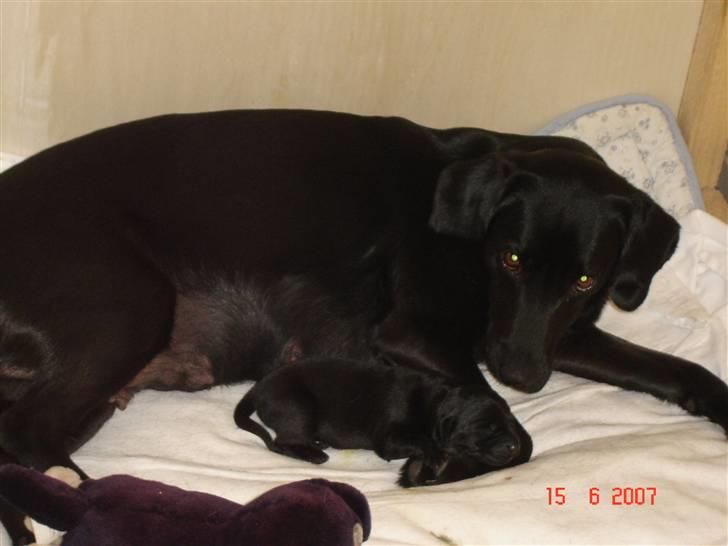 Blanding af racer Zenta billede 12