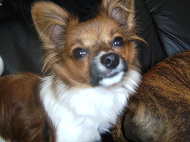 Papillon nikki billede 4