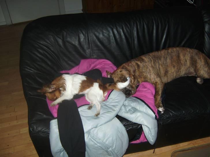 Papillon nikki - hun ligger og sover med ziggi... nårh... billede 5