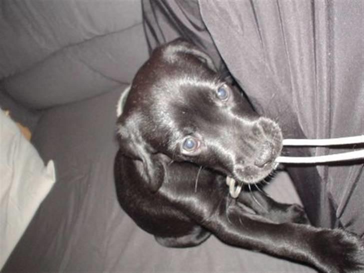 Blanding af racer Zenta billede 13