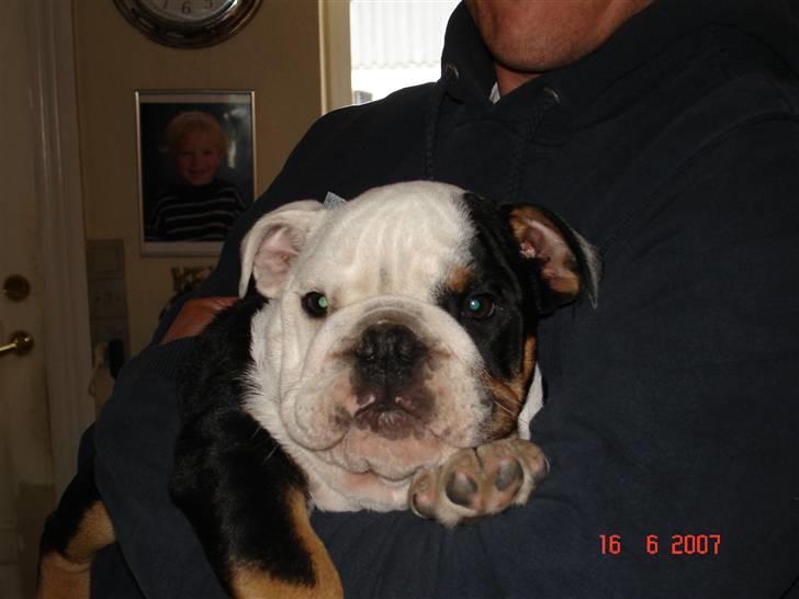 Engelsk bulldog buster billede 3
