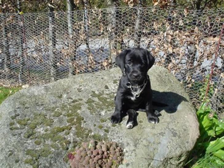 Blanding af racer Zenta billede 14